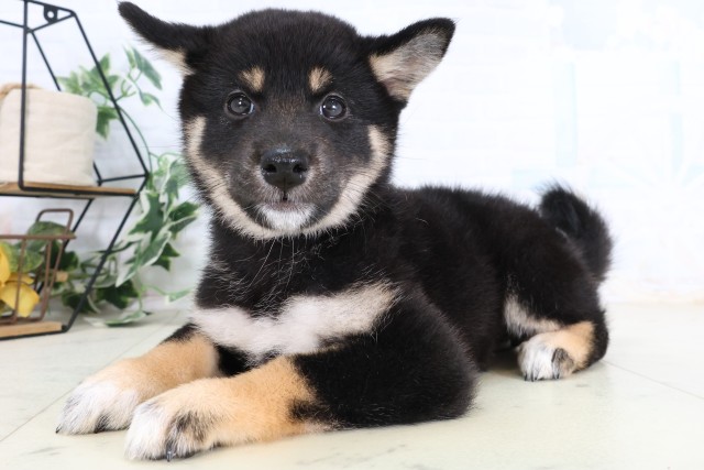 福岡県の柴犬(標準サイズ) (Coo&RIKU福岡西店/2026年8月7日生まれ/女の子/黒)の子犬の3枚目の画像