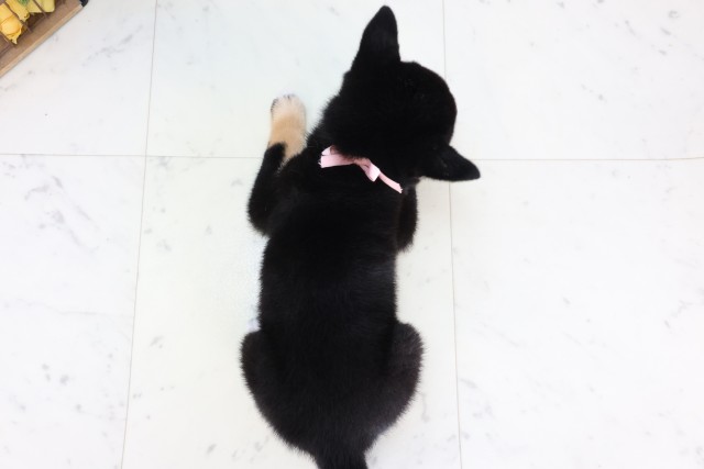 福岡県の柴犬(標準サイズ) (Coo&RIKU福岡西店/2026年8月7日生まれ/女の子/黒)の子犬の4枚目の画像