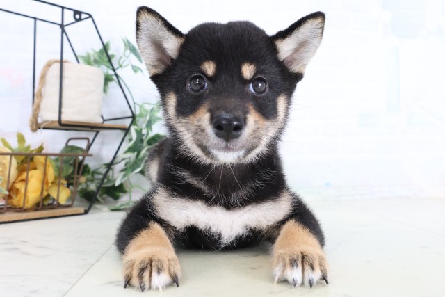 茨城県の柴犬(標準サイズ) (Coo&RIKU牛久店/2026年8月7日生まれ/女の子/黒)の子犬の1枚目の画像