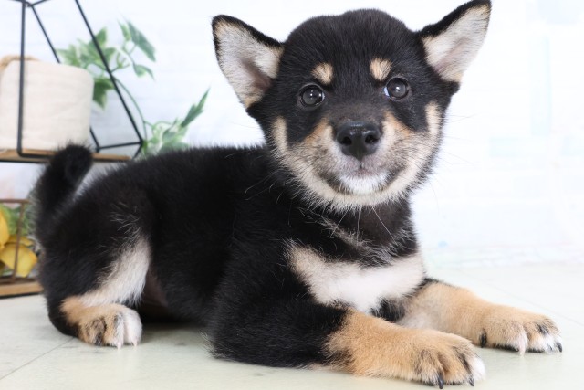 茨城県の柴犬(標準サイズ) (Coo&RIKU牛久店/2026年8月7日生まれ/女の子/黒)の子犬の2枚目の画像