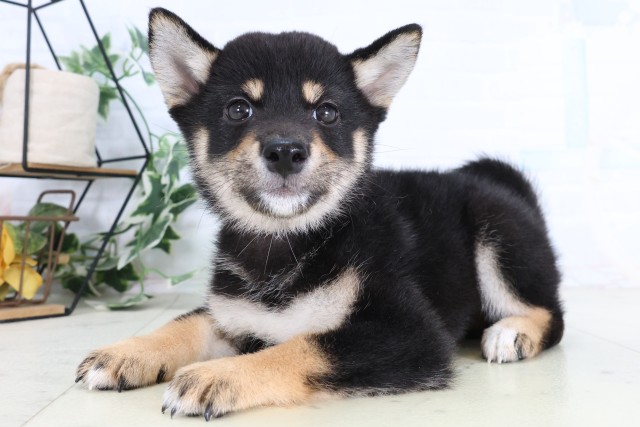 茨城県の柴犬(標準サイズ) (Coo&RIKU牛久店/2026年8月7日生まれ/女の子/黒)の子犬の3枚目の画像