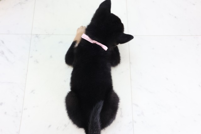 茨城県の柴犬(標準サイズ) (Coo&RIKU牛久店/2026年8月7日生まれ/女の子/黒)の子犬の4枚目の画像
