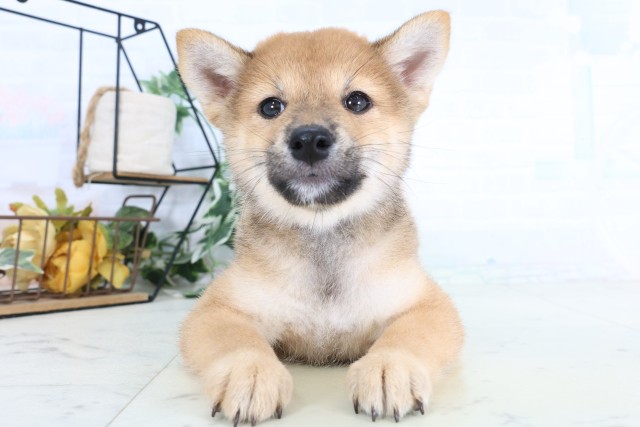 群馬県の柴犬(標準サイズ) (Coo&RIKUDCM館林店/2026年8月7日生まれ/女の子/赤)の子犬の1枚目の画像