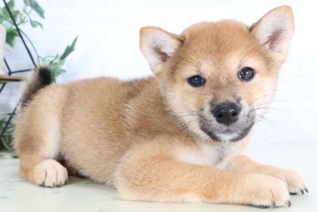 群馬県の柴犬(標準サイズ) (Coo&RIKUDCM館林店/2026年8月7日生まれ/女の子/赤)の子犬の2枚目の画像