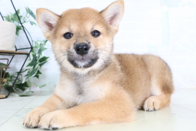 群馬県の柴犬(標準サイズ) (Coo&RIKUDCM館林店/2026年8月7日生まれ/女の子/赤)の子犬の3枚目の画像