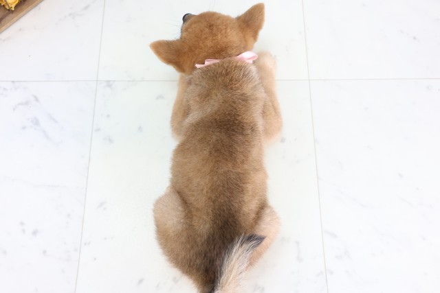 群馬県の柴犬(標準サイズ) (Coo&RIKUDCM館林店/2026年8月7日生まれ/女の子/赤)の子犬の4枚目の画像
