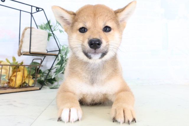 広島県の柴犬(標準サイズ) (Coo&RIKU広島北店/2026年8月7日生まれ/女の子/赤)の子犬の1枚目の画像