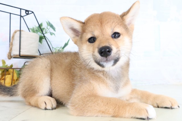 広島県の柴犬(標準サイズ) (Coo&RIKU広島北店/2026年8月7日生まれ/女の子/赤)の子犬の2枚目の画像