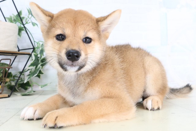広島県の柴犬(標準サイズ) (Coo&RIKU広島北店/2026年8月7日生まれ/女の子/赤)の子犬の3枚目の画像
