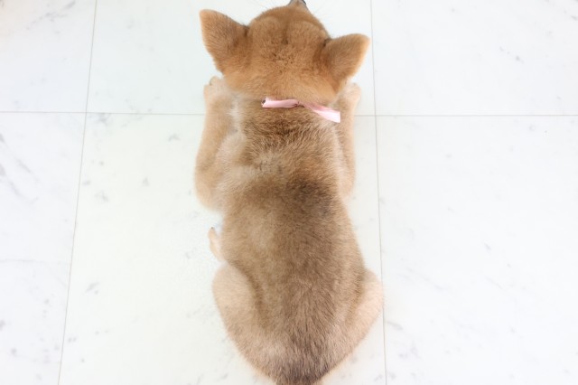 広島県の柴犬(標準サイズ) (Coo&RIKU広島北店/2026年8月7日生まれ/女の子/赤)の子犬の4枚目の画像