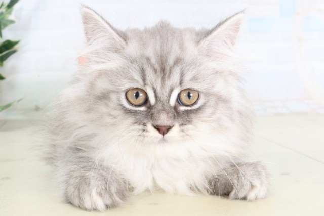 高知県のサイベリアン (Coo&RIKU高知御座店/2026年8月4日生まれ/女の子/シルバータビー)の子猫の1枚目の画像