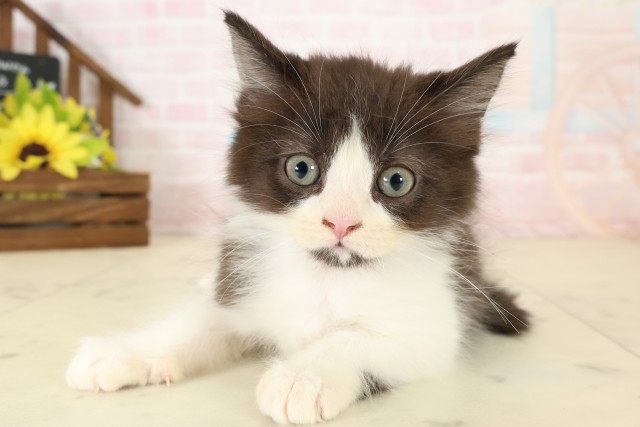 福岡県のラガマフィン (Coo&RIKU福岡西店/2026年7月27日生まれ/男の子/ブラックホワイト)の子猫の1枚目の画像