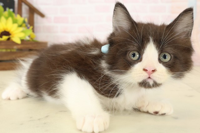 福岡県のラガマフィン (Coo&RIKU福岡西店/2026年7月27日生まれ/男の子/ブラックホワイト)の子猫の2枚目の画像