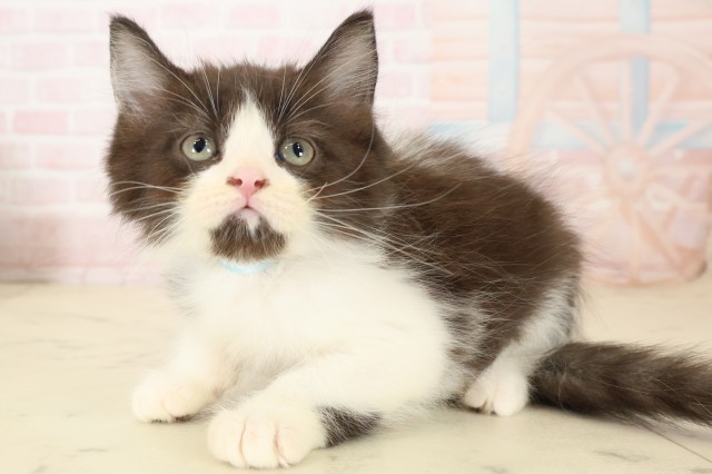 福岡県のラガマフィン (Coo&RIKU福岡西店/2026年7月27日生まれ/男の子/ブラックホワイト)の子猫の3枚目の画像