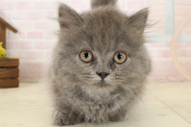 熊本県のマンチカン (Coo&RIKU熊本店/2026年7月12日生まれ/男の子/ブルー)の子猫の1枚目の画像