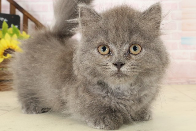 熊本県のマンチカン (Coo&RIKU熊本店/2026年7月12日生まれ/男の子/ブルー)の子猫の2枚目の画像