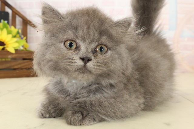 熊本県のマンチカン (Coo&RIKU熊本店/2026年7月12日生まれ/男の子/ブルー)の子猫の3枚目の画像