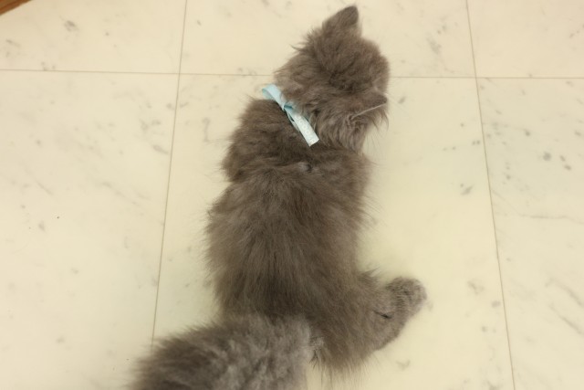熊本県のマンチカン (Coo&RIKU熊本店/2026年7月12日生まれ/男の子/ブルー)の子猫の4枚目の画像