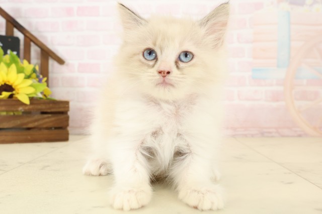 福岡県のマンチカン (Coo&RIKU久留米店/2026年7月27日生まれ/女の子/ブラウンタビーホワイト)の子猫の1枚目の画像