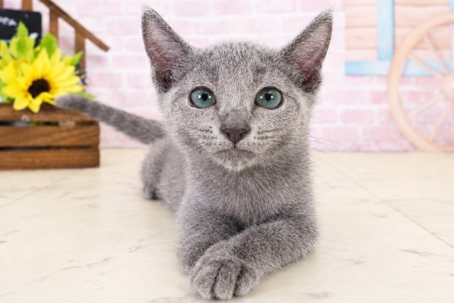 神奈川県のロシアンブルー (Coo&RIKU平塚店/2026年7月18日生まれ/男の子/ブルー)の子猫の1枚目の画像