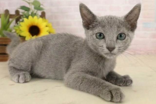 神奈川県のロシアンブルー (Coo&RIKU平塚店/2026年7月18日生まれ/男の子/ブルー)の子猫の2枚目の画像