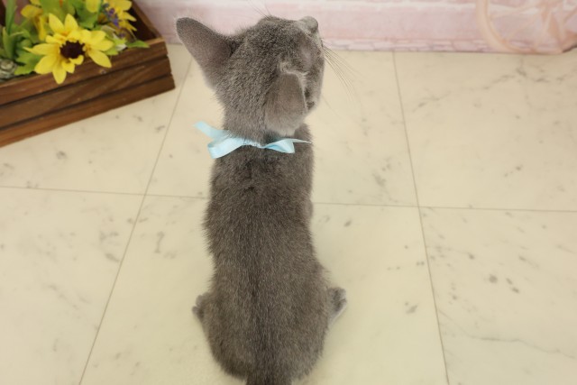神奈川県のロシアンブルー (Coo&RIKU平塚店/2026年7月18日生まれ/男の子/ブルー)の子猫の4枚目の画像