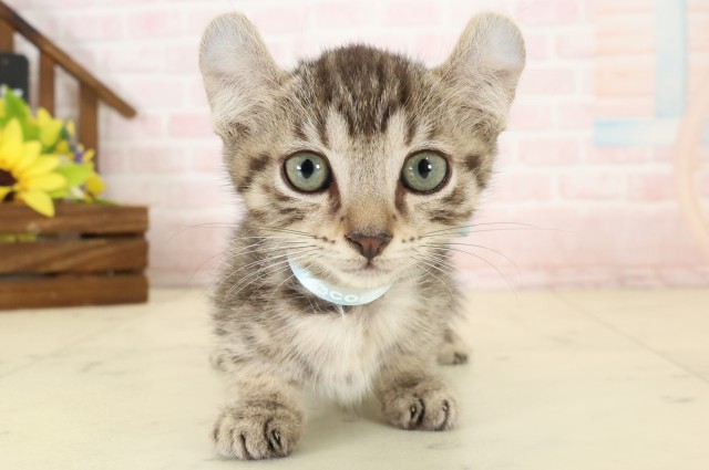 佐賀県のキンカロー (Coo&RIKU佐賀神埼店/2026年7月27日生まれ/男の子/ブラウンタビー)の子猫の1枚目の画像
