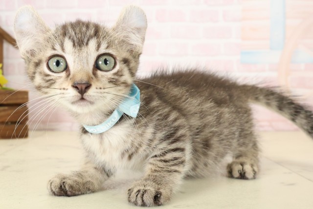 佐賀県のキンカロー (Coo&RIKU佐賀神埼店/2026年7月27日生まれ/男の子/ブラウンタビー)の子猫の3枚目の画像