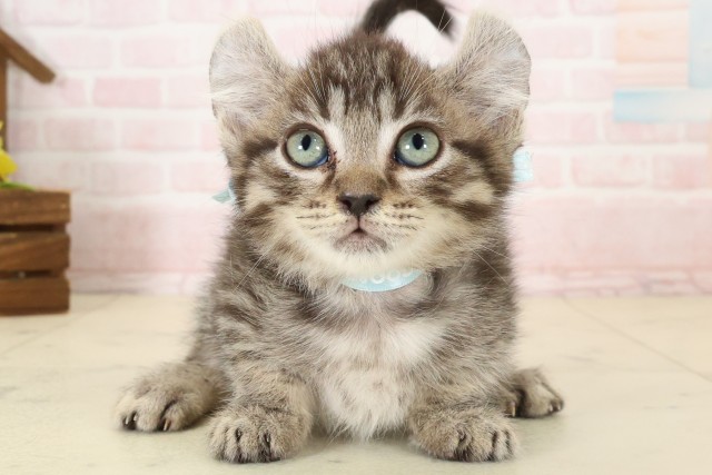 広島県のキンカロー (Coo&RIKU福山店/2026年7月27日生まれ/男の子/ブラウンタビー)の子猫の1枚目の画像