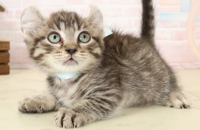 広島県のキンカロー (Coo&RIKU福山店/2026年7月27日生まれ/男の子/ブラウンタビー)の子猫の3枚目の画像