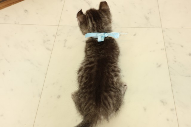 広島県のキンカロー (Coo&RIKU福山店/2026年7月27日生まれ/男の子/ブラウンタビー)の子猫の4枚目の画像