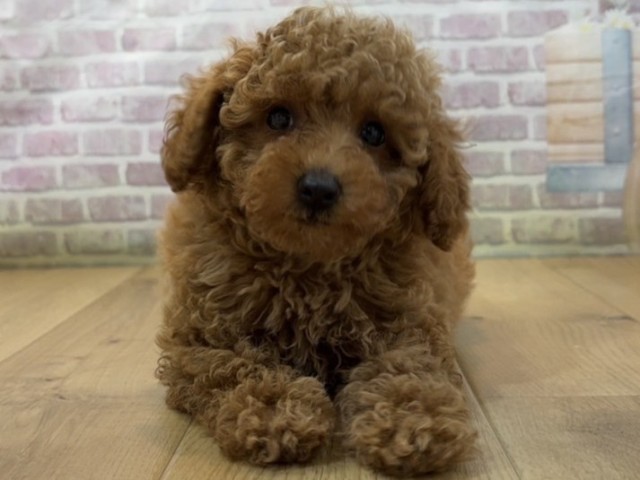 青森県のトイプードル(トイ) (Coo&RIKU八戸店/2026年8月6日生まれ/男の子/アプリコット)の子犬の1枚目の画像