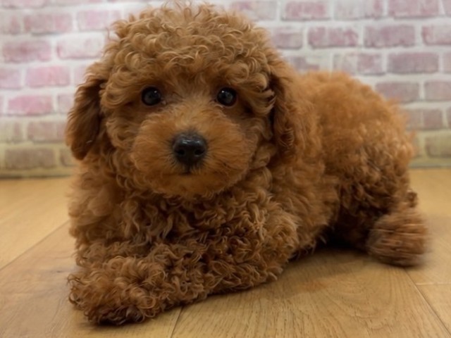 青森県のトイプードル(トイ) (Coo&RIKU八戸店/2026年8月6日生まれ/男の子/アプリコット)の子犬の2枚目の画像