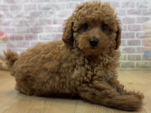青森県のトイプードル(トイ) (Coo&RIKU八戸店/2026年8月6日生まれ/男の子/アプリコット)の子犬の3枚目の画像