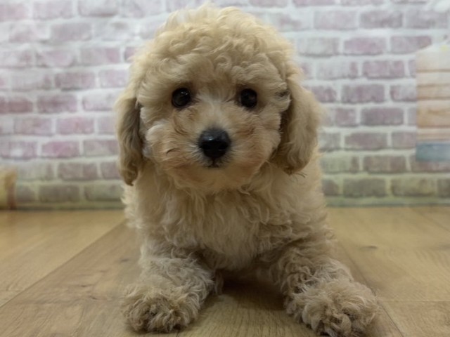 岩手県のトイプードル(トイ) (Coo&RIKU一関店/2026年8月6日生まれ/男の子/アプリコット)の子犬の1枚目の画像