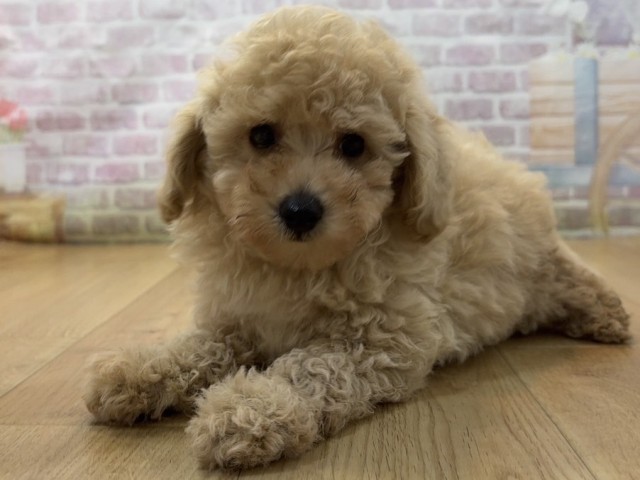 岩手県のトイプードル(トイ) (Coo&RIKU一関店/2026年8月6日生まれ/男の子/アプリコット)の子犬の2枚目の画像
