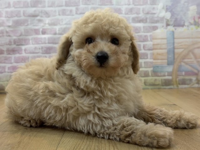 岩手県のトイプードル(トイ) (Coo&RIKU一関店/2026年8月6日生まれ/男の子/アプリコット)の子犬の3枚目の画像