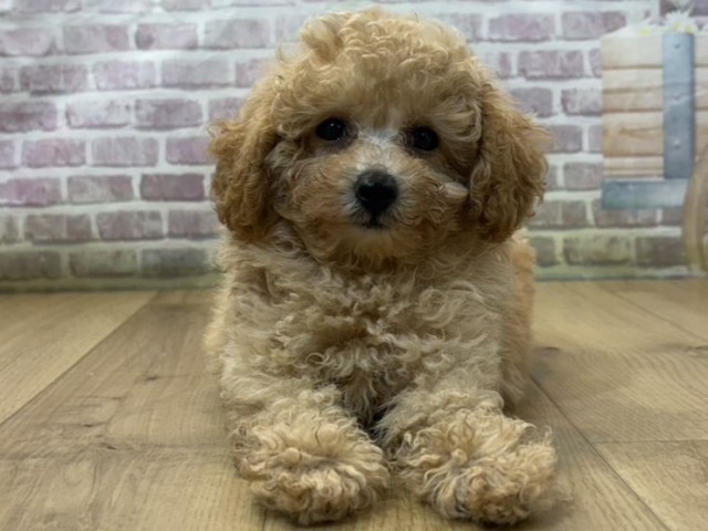 山形県のトイプードル(トイ) (Coo&RIKU山形店/2026年8月6日生まれ/女の子/アプリコット)の子犬の1枚目の画像