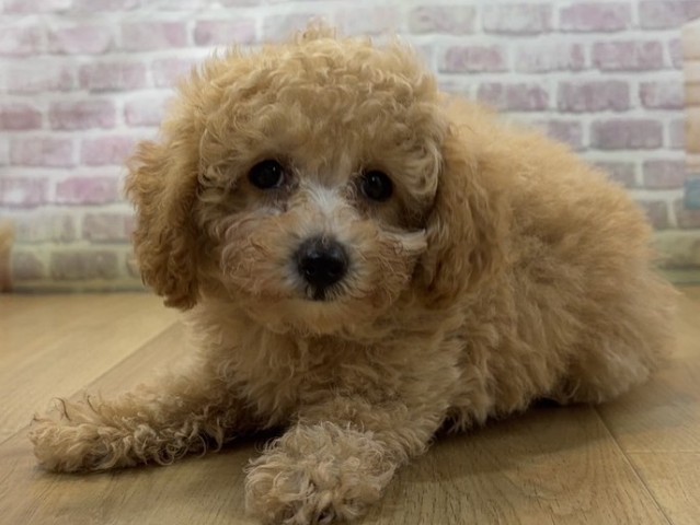 山形県のトイプードル(トイ) (Coo&RIKU山形店/2026年8月6日生まれ/女の子/アプリコット)の子犬の2枚目の画像