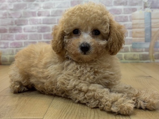 山形県のトイプードル(トイ) (Coo&RIKU山形店/2026年8月6日生まれ/女の子/アプリコット)の子犬の3枚目の画像