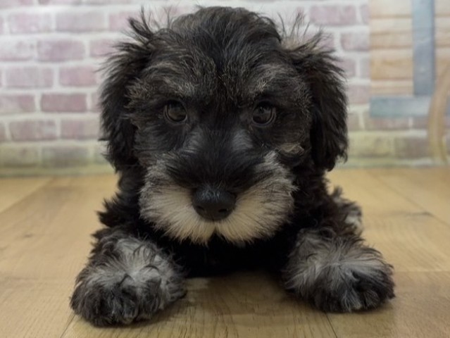 ミニチュア・シュナウザー