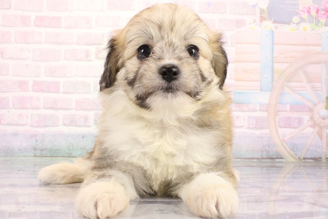 滋賀県のハーフ犬・ミックス犬 (Coo&RIKU滋賀草津店/2026年8月9日生まれ/女の子/フォーン)の子犬の1枚目の画像
