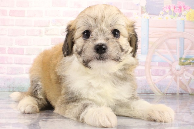 滋賀県のハーフ犬・ミックス犬 (Coo&RIKU滋賀草津店/2026年8月9日生まれ/女の子/フォーン)の子犬の2枚目の画像