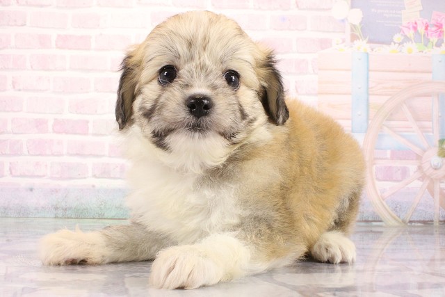 滋賀県のハーフ犬・ミックス犬 (Coo&RIKU滋賀草津店/2026年8月9日生まれ/女の子/フォーン)の子犬の3枚目の画像
