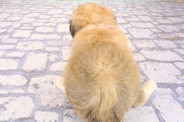 滋賀県のハーフ犬・ミックス犬 (Coo&RIKU滋賀草津店/2026年8月9日生まれ/女の子/フォーン)の子犬の4枚目の画像