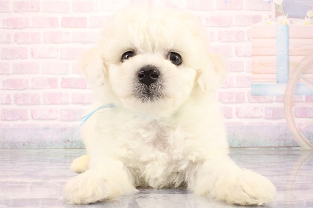 大阪府のビションフリーゼ (Coo&RIKU天王寺店/2026年8月9日生まれ/男の子/ホワイト)の子犬の1枚目の画像