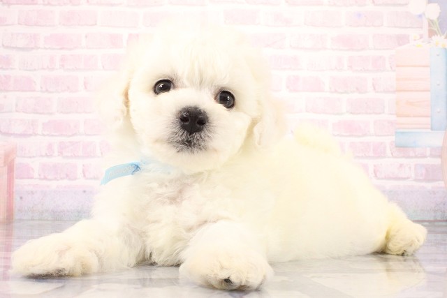 大阪府のビションフリーゼ (Coo&RIKU天王寺店/2026年8月9日生まれ/男の子/ホワイト)の子犬の3枚目の画像