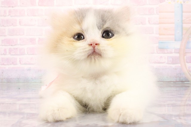 ブリティッシュロングヘアー