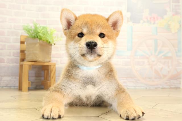 愛知県の柴犬(標準サイズ) (Coo&RIKU岡崎店/2026年8月7日生まれ/男の子/赤)の子犬の1枚目の画像