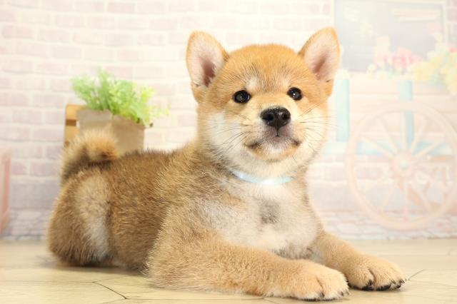 愛知県の柴犬(標準サイズ) (Coo&RIKU岡崎店/2026年8月7日生まれ/男の子/赤)の子犬の2枚目の画像